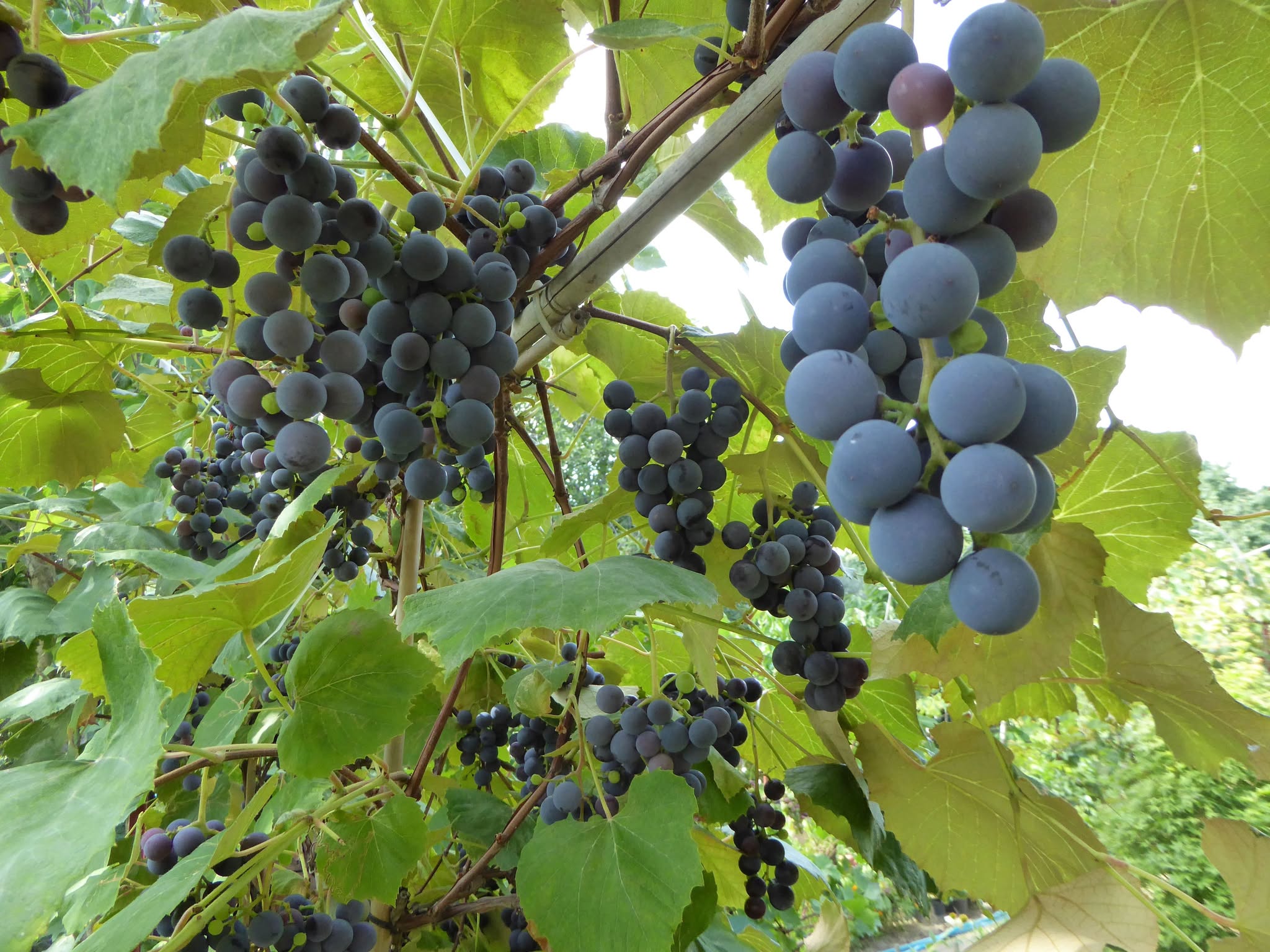 Modré hrozno ‘Muscat Bleu’ 